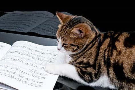 what type of music do cats like: Do cats prefer classical music or ambient sounds?